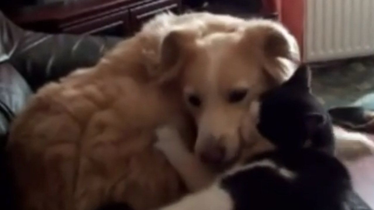 Séquence tendresse entre ce chien et ce chat. V...