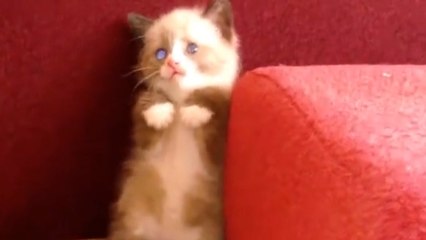 Ce chaton découvre une étrange créature. Et il ne fait pas le fier