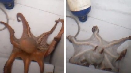Des pêcheurs ont attrapé une pieuvre. Mais ils ne s'attendaient pas à ça