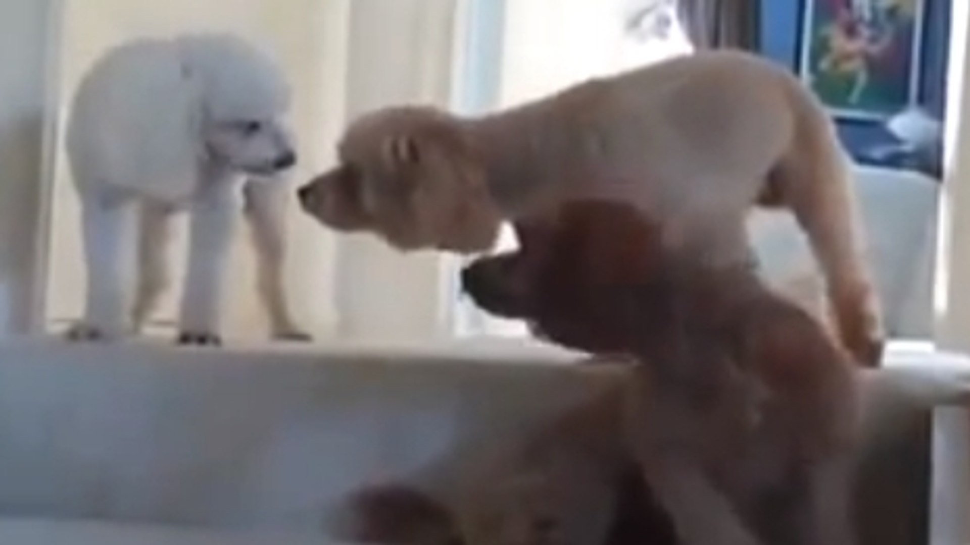 L Un De Ces Chiens A Fait Une Betise Mais Qui Peut Bien Etre Le Coupable Video Dailymotion