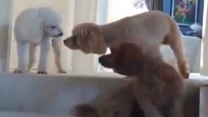 L'un de ces chiens a fait une bêtise. Mais qui peut bien être le coupable ?