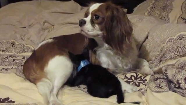 Cette chienne a sauvé la vie de ce chat. Aujourd'hui, elle est une vrai mère pour lui