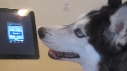 Cette femelle husky a un incroyable talent. Vous ne devinerez jamais lequel