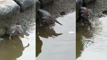 Ce héron a une méthode de pêche très particulière. Elle va vous laisser perplexe