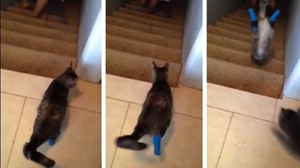 Ce chat n'a que deux pattes. Mais ça ne l'empêche pas de descendre les escaliers en courant