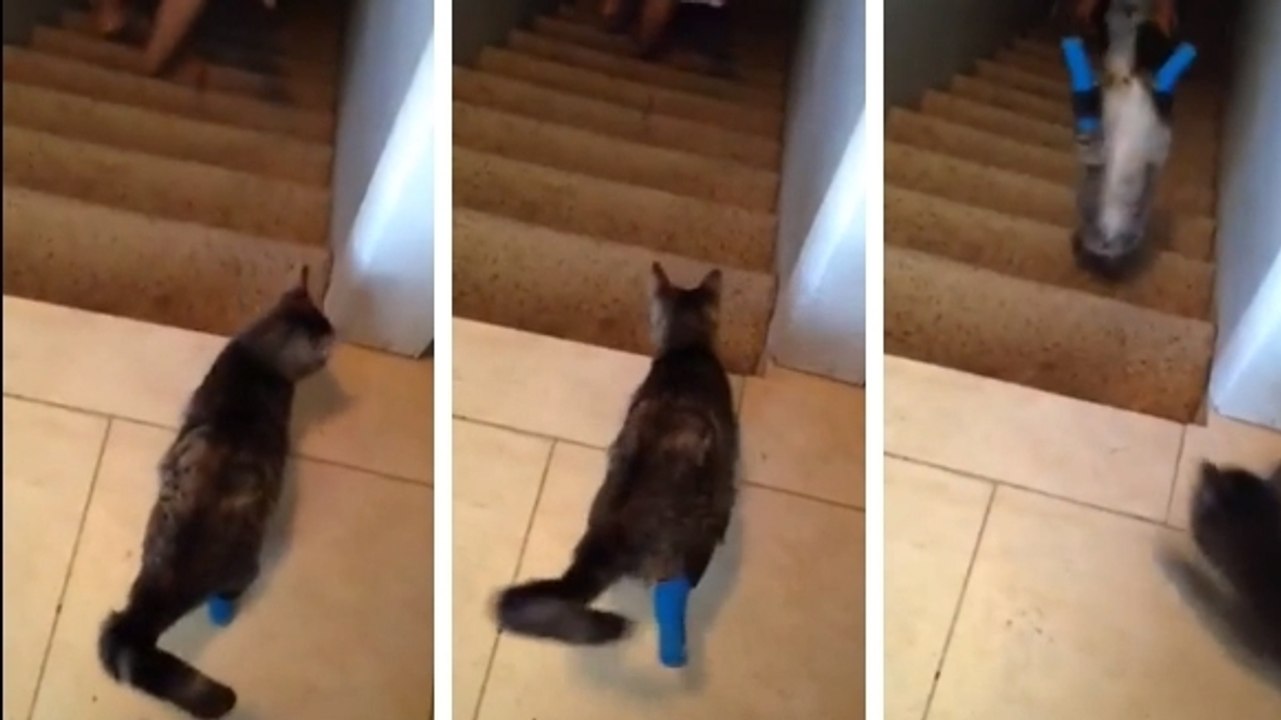 Ce chat n'a que deux pattes. Mais ça ne l'empêche pas de descendre les escaliers en courant