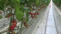Eksi 20 derecede dahi üretim devam ediyor- Sandıklı'daki jeotermal seralarda yılın 12 ayında yetiştirilen domateslerin yüzde 95'inin 10 ülkeye ihraç...