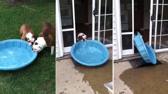 Quand ce chien veut quelque chose, il fait tout pour l'avoir. La preuve