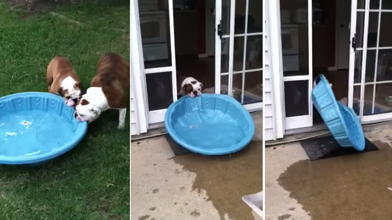 Quand ce chien veut quelque chose, il fait tout pour l'avoir. La preuve