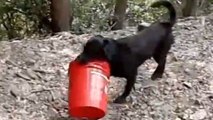 Ce labrador est incroyable. Il pourrait bien être le chien plus heureux du monde