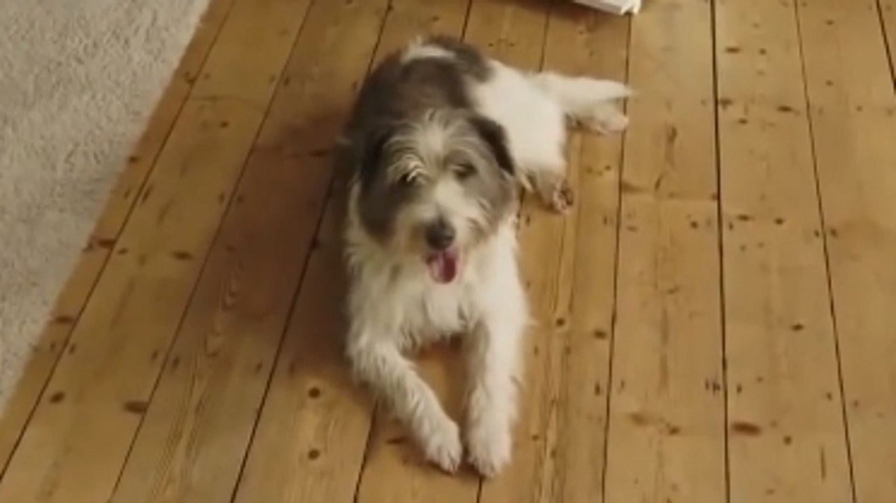 Mais que font les chiens lorsqu'ils sont tous seuls ? Regardez plutôt !