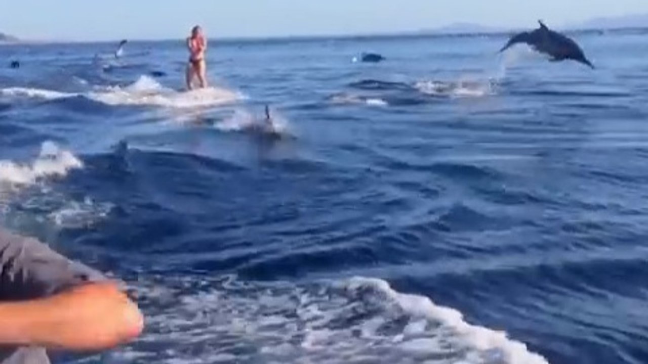 Cette jeune femme faisait du wakeboard en pleine mer. Mais elle ne s'attendait pas à une telle rencontre