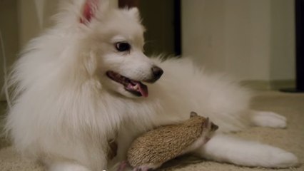 L'amitié peut dépasser les races. Ce chien et ce hérisson vont vous le prouver