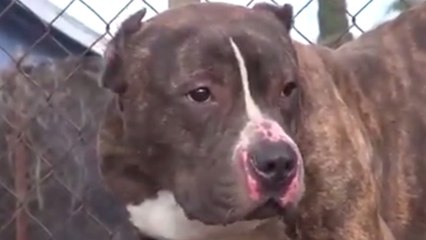 Maltraité, ce pitbull a pourtant eu un destin extraordinaire. Vous n'allez pas en revenir