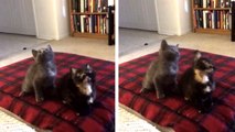 Ces chats ont un incroyable sens du rythme. Vous allez les adorer
