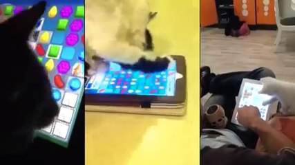Les chats adorent jouer à Candy Crush Saga. La preuve en image