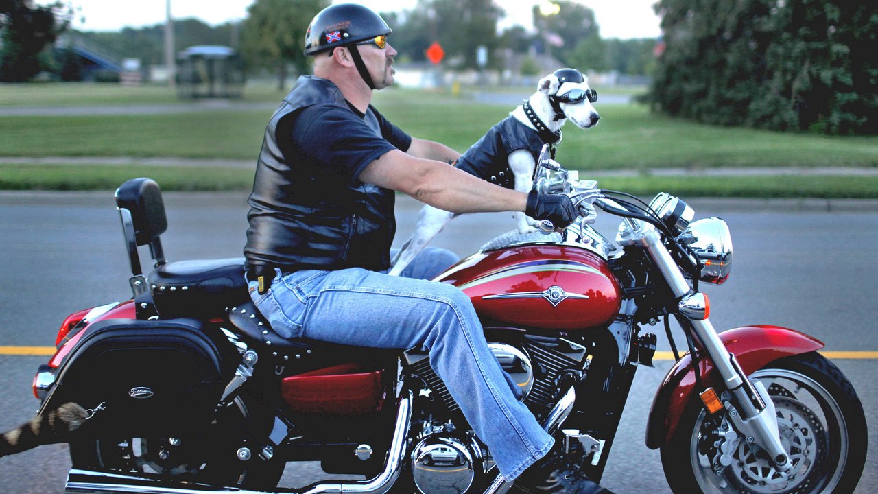 Qui a dit que la moto était réservée aux bikers ? Ces chiens nous prouvent le contraire !