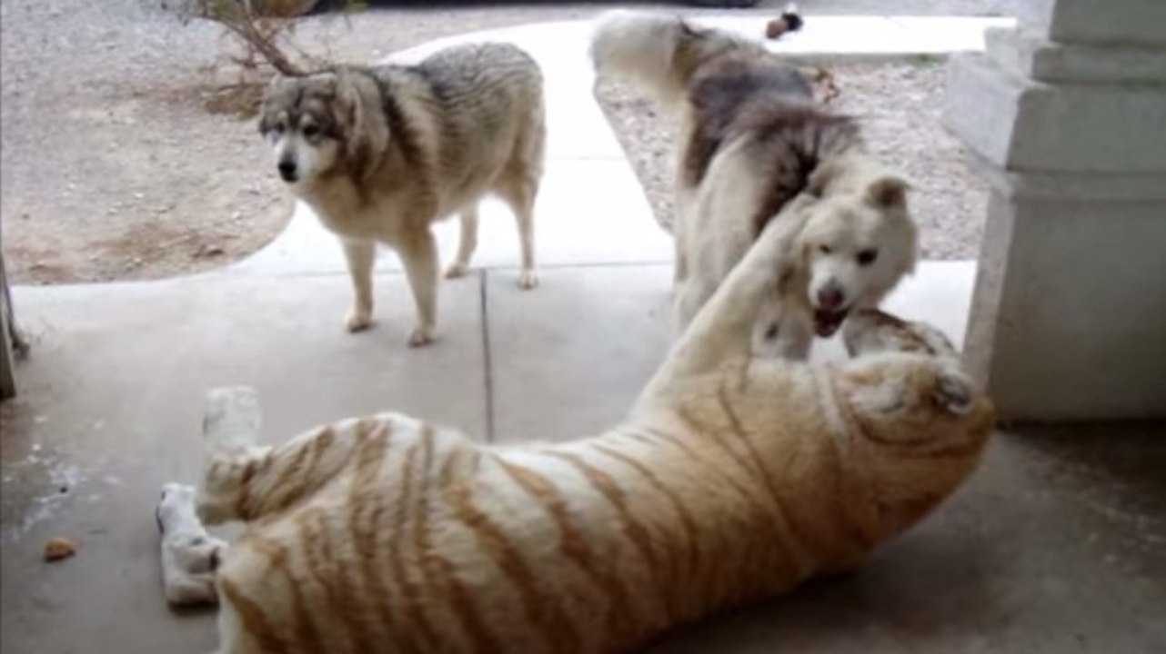 Ces deux chiens se chamaillent avec un adversaire de taille. Qui va gagner ?