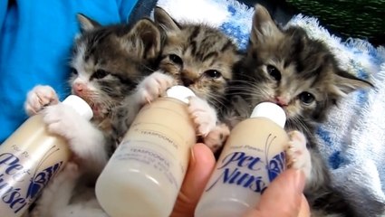 L'heure du repas a sonné pour ces trois chatons. Et attention, ils risquent de vous faire fondre
