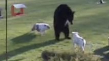 Cet ours s'est infiltré dans un jardin. Mais il ne s'attendait pas à ce qui va suivre