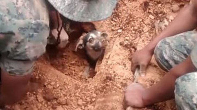 Après 18 heures passées sous terre, ce chien a été sauvé par ces secouristes. Un grand moment d'émotion