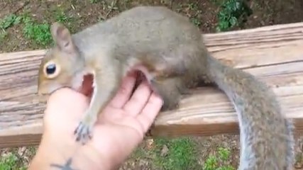 Cet écureuil est très joueur. Et il est devenu ami avec cet homme