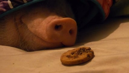 Ce cochon était en plein sommeil. Mais son maître a trouvé un moyen imparable de le réveiller