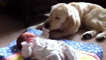 Ces chiens sont les meilleurs baby sitters du monde. Vous allez fondre