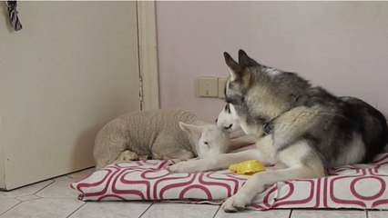 Ce husky a adopté un nouveau chiot. Mais celui-ci n'est pas comme les autres