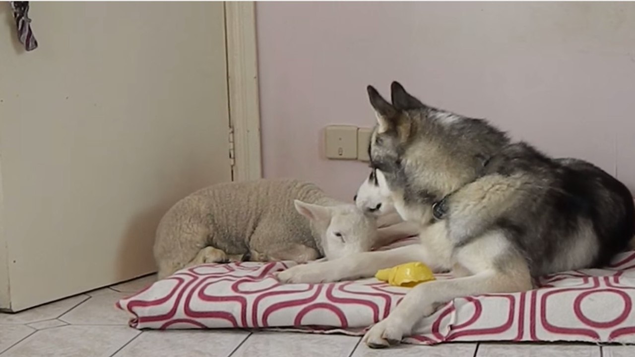 Ce husky a adopté un nouveau chiot. Mais celui-ci n'est pas comme les autres