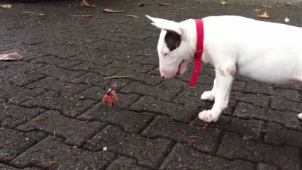 Ce chien vient de se faire un nouvel ennemi. Celui ci va vous surprendre