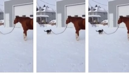 Ce chien est le maître... d'un cheval ! Vous n'allez pas en revenir