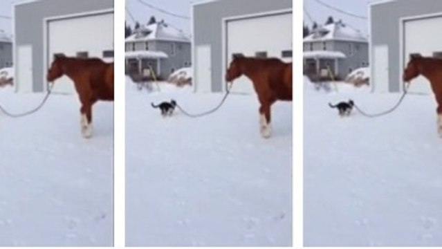 Ce chien est le maître... d'un cheval ! Vous n'allez pas en revenir