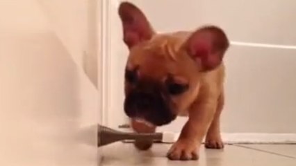 Ce chiot est très joueur. Et il a trouvé un nouveau jouet