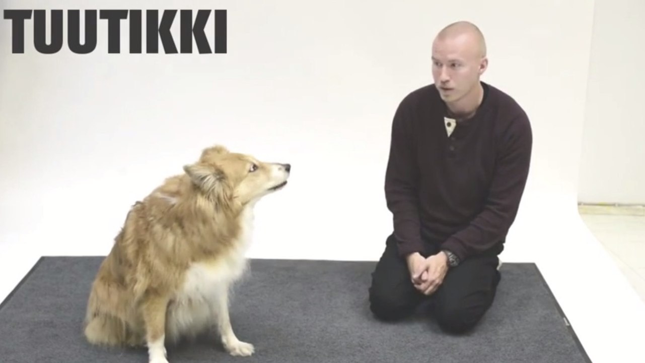 Ces chiens réagissent en entendant des aboiements humains. Leurs réactions sont étonnantes