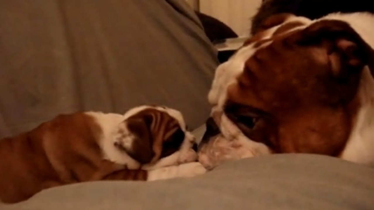 Ce papa bulldog rencontre son petit pour la première fois. Sa réaction est très attendrissante