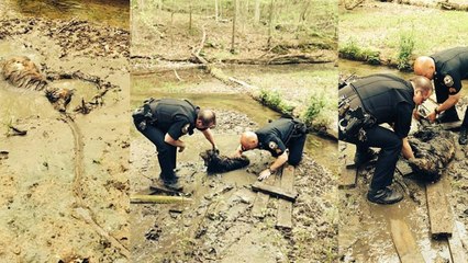 Ce chien était piégé depuis 3 jours. Mais ces policiers ont volé à son secours
