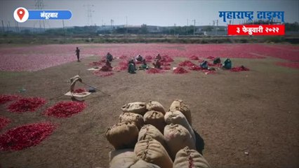 मिरचीच्या सर्वात मोठ्या बाजारपेठेतनं का गायब होतेय लाल मिरची; पाहा स्पेशल रिपोर्ट