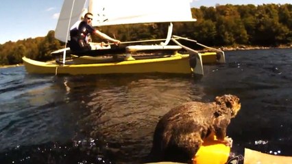 Cet écureuil perdu au milieu d'un lac n'avait aucune chance de survie. Mais ces hommes ont fait l'impossible pour le sauver