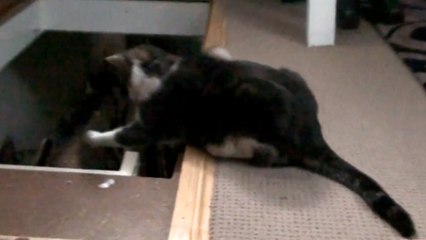 Ce chat est du genre solo. Son ami va vite le comprendre