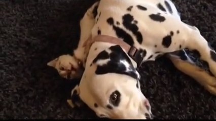 Ce dalmatien et ce chaton s'entendent très bien. Mais le chien sait se faire respecter