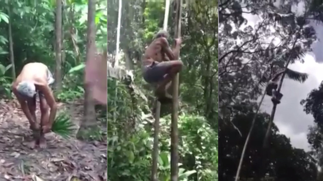 Cet homme parvient à grimper aux arbres. Même quand ils n'ont pas de branches !