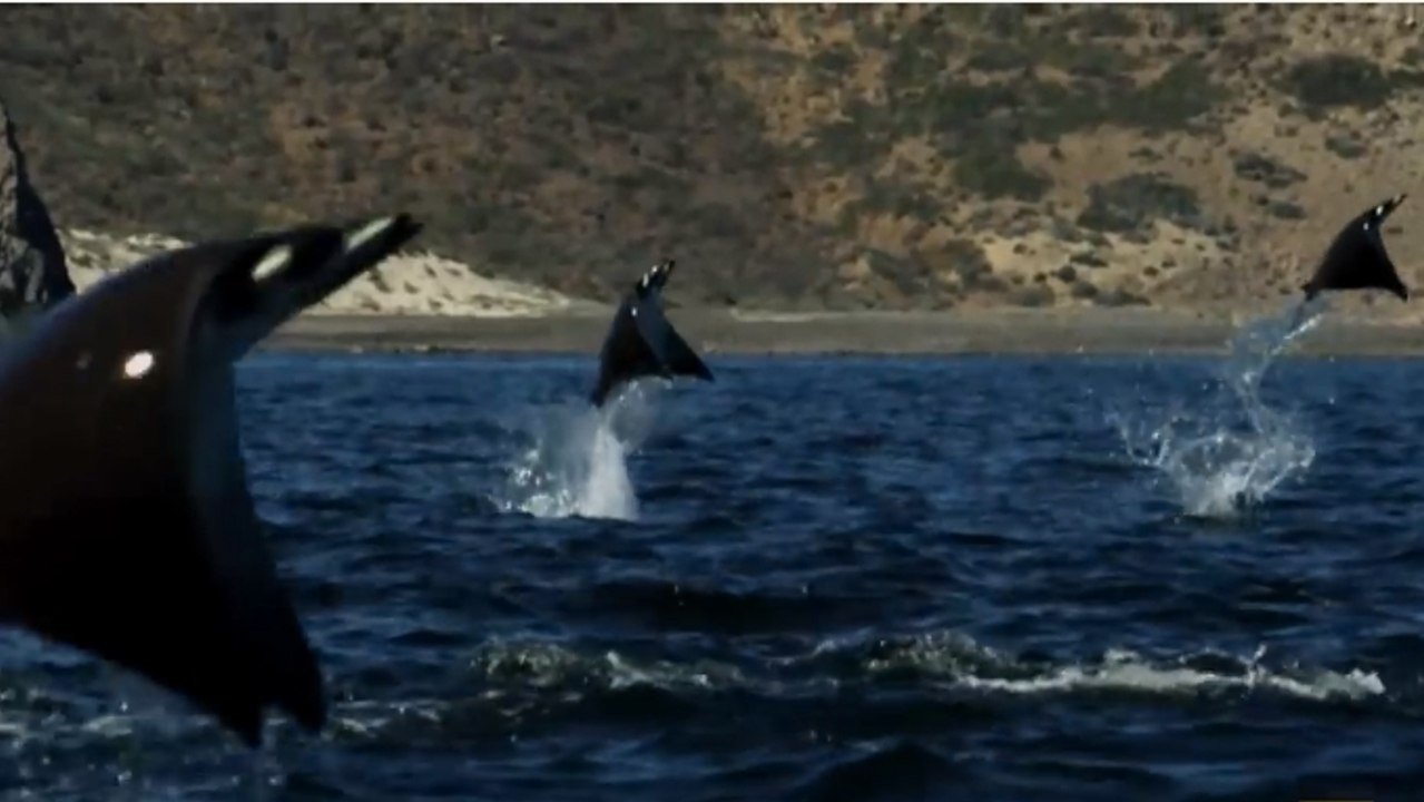 Des milliers de raies sont sorties de l'eau, et ce qu'elles se sont mises à faire est magnifique !
