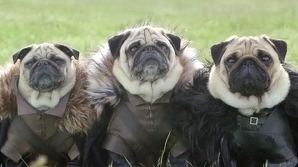 Ces chiens sont fans de Game of Thrones. Et ce sont de très bons acteurs