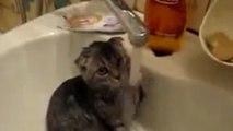 Ce chat n'est pas comme les autres. Il aime beaucoup l'eau