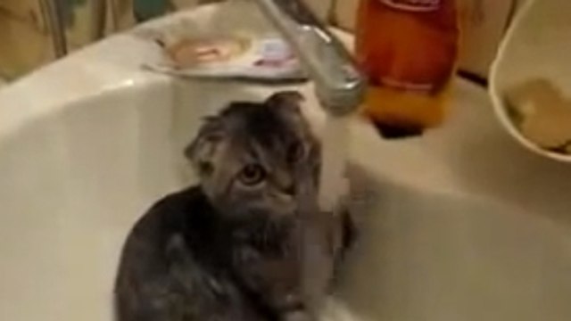 Ce chat n'est pas comme les autres. Il aime beaucoup l'eau