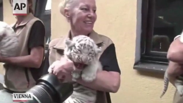 Ces cinq petits tigres blancs vont vous faire craquer. Découvrez leur histoire extraordinaire