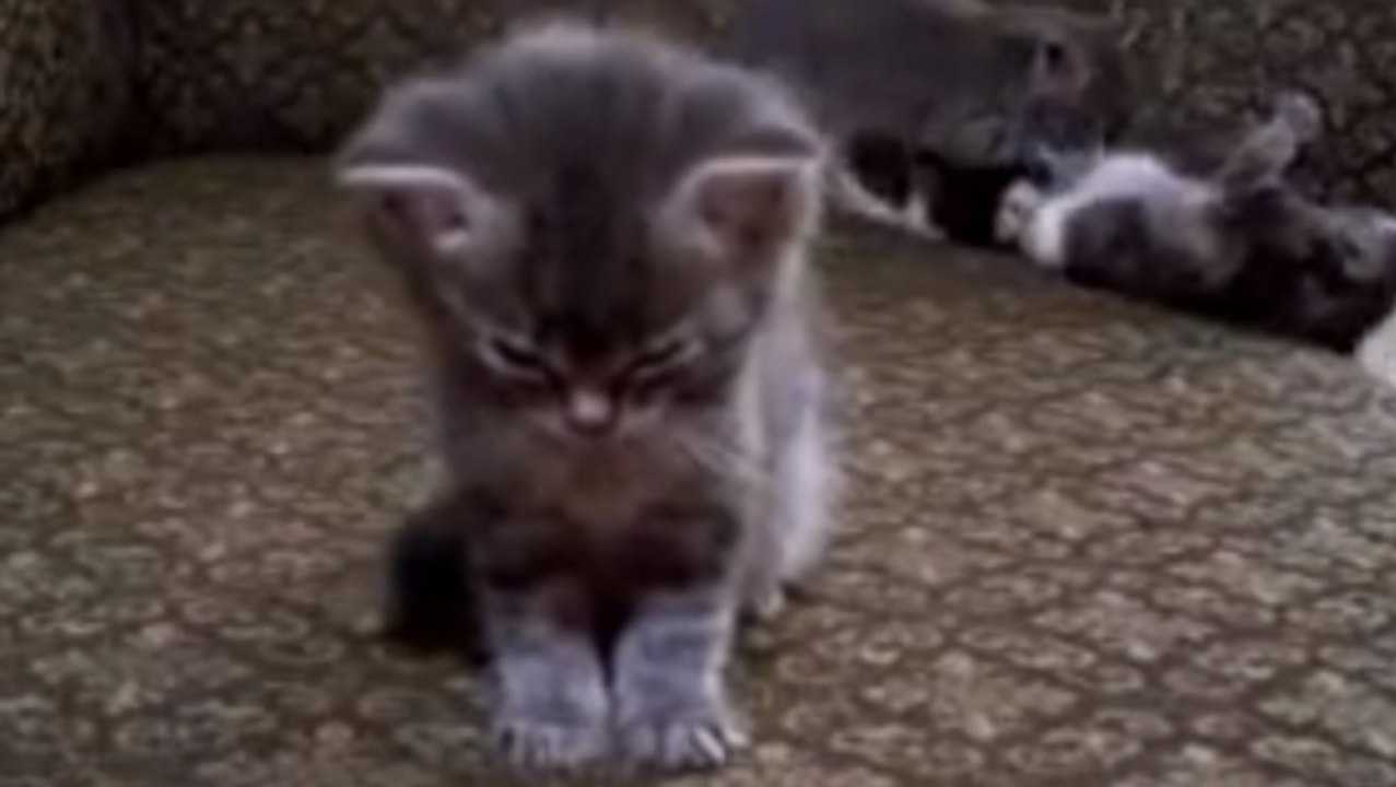 Ce chaton est extrêmement fatigué. Il a bien du mal à rester éveillé