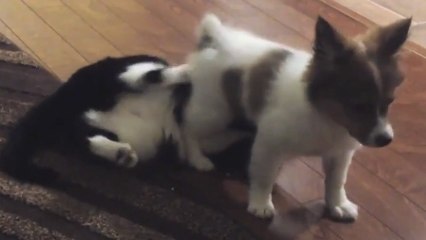 Ces chiens en ont assez des chats. Ils ont décidé de se venger