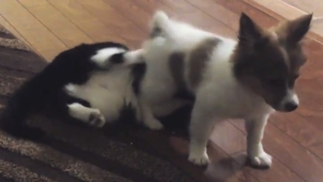 Ces chiens en ont assez des chats. Ils ont décidé de se venger